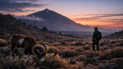 El muflón en Tenerife: la especie invasora “silenciosa” que está cambiando el Teide