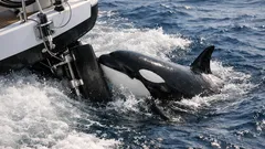 Qué pasa con las orcas ibéricas y los veleros: por qué muerden el timón y cómo entenderlo